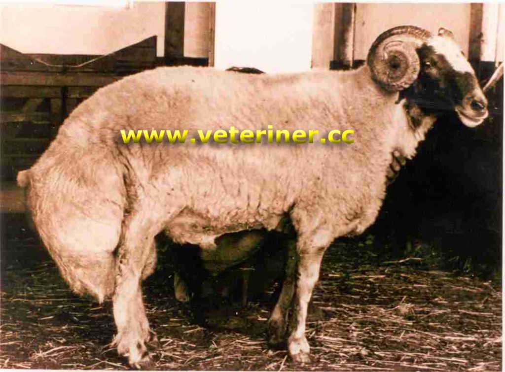 ÖDEMİŞ KOYUN IRKI