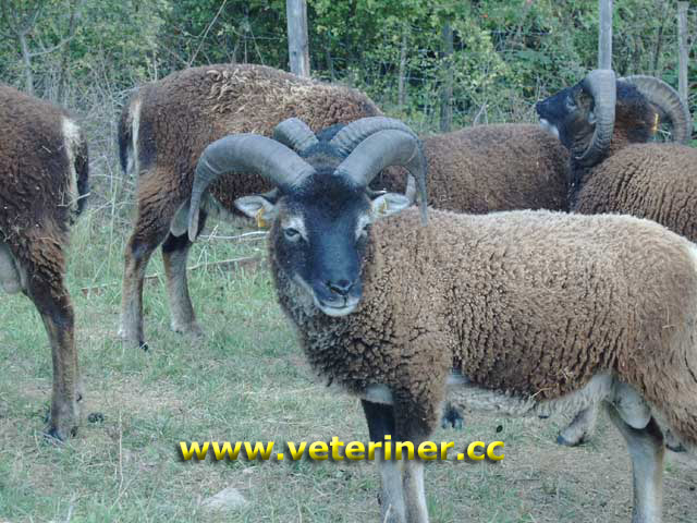 SOAY KOYUN IRKI