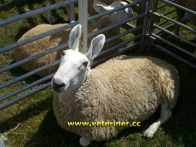 BORDER LEİCESTER KOYUN IRKI