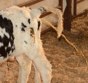 BUZAĞI İSHALLERİ