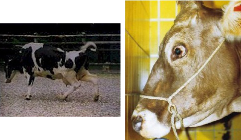 SIĞIRLARDA ÜÇGÜN HASTALIĞI – HUMMASI (BOVİNE EPHEMERAL FEVER)