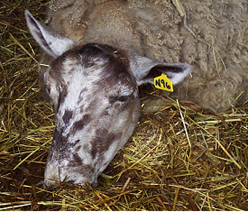 PİKA (TOPRAK YALAMA – YEME)