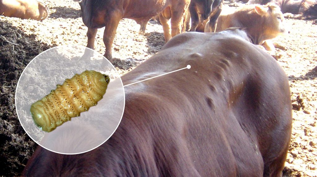 NOKRA (HYPODERMOSİS)