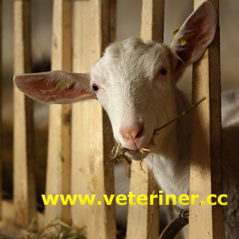 BEYAZ ALMAN ASİL KEÇİ IRKI