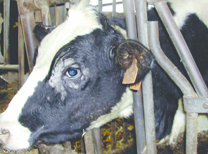 MANTAR (DERMATOMİKOZİS – TRİKOFİT)