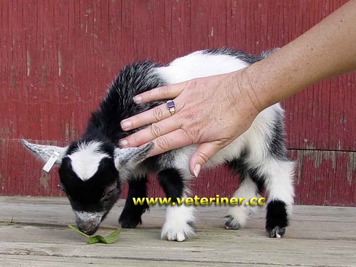 PYGMY CÜCE KEÇİ IRKI