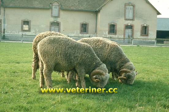 RAMBOUİLLET KOYUN IRKI