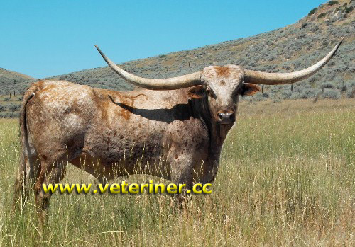 TEXAS LONGHORN SIĞIR IRKI