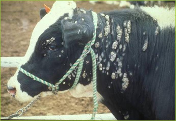 KUTAN PAPİLLOMATOZİS (SİĞİL)