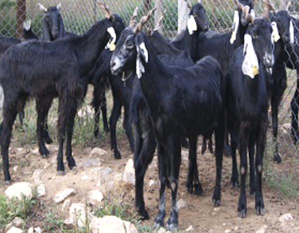 ZALAWADİ KEÇİ IRKI