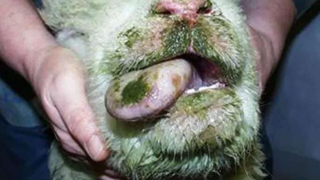 MAVİ DİL HASTALIĞI (Bluetongue)