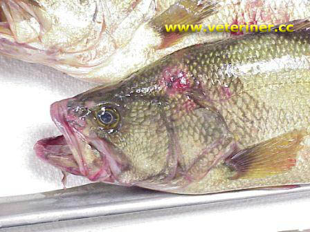 BAKTERİYEL BÖBREK HASTALIĞI (BACTERİAL KİDNEY DİSEASE)