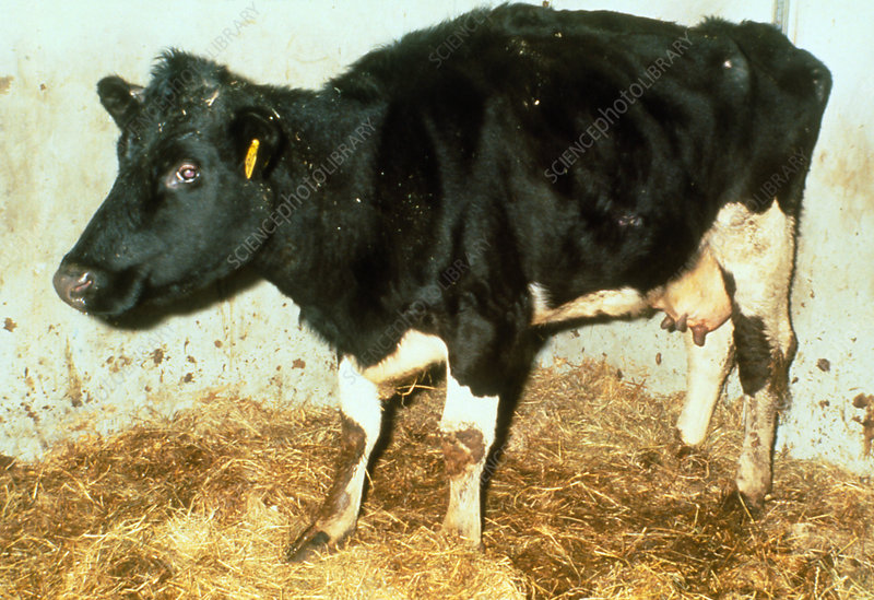 DELİ DANA HASTALIĞI – B.S.E. (Bovine Spongiform encephalatopathie)