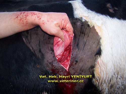 ABOMAZUM DEPLASMANLARI