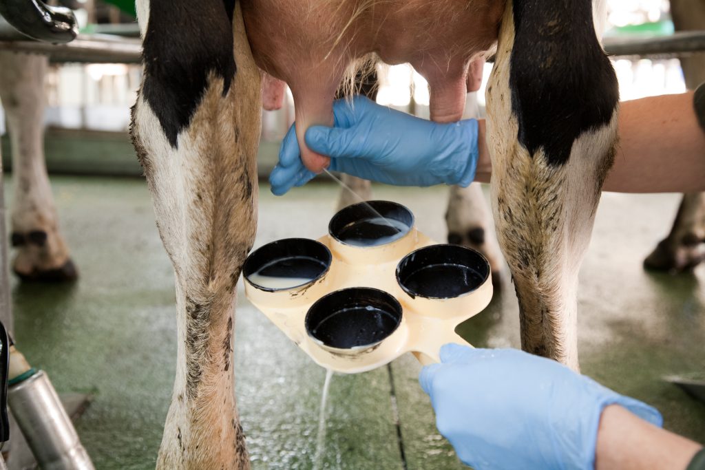 MASTİTİS (MEME AĞRISI – MASTİT)