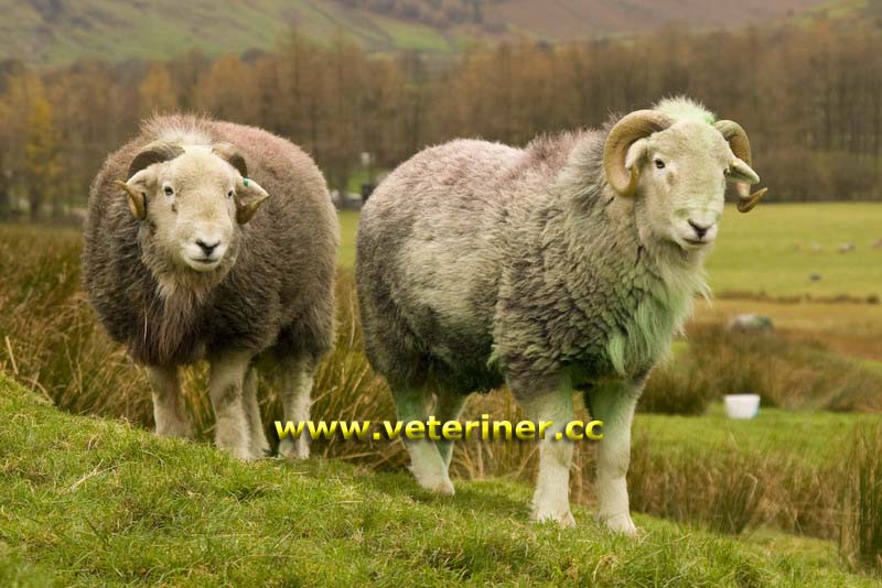 HERDWİCK KOYUN IRKI