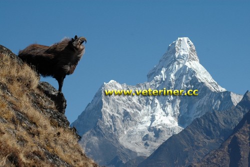 HİMALAYA TAHR KEÇİ IRKI