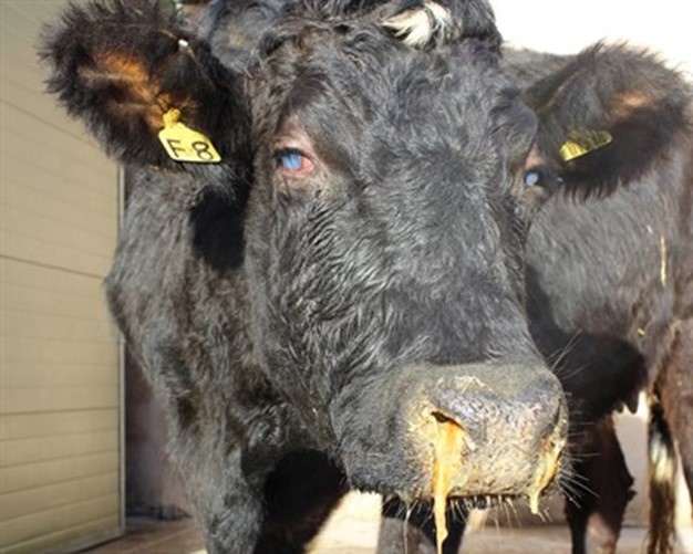 PNEUMONİ (AKCİĞER ENFEKSİYONU)