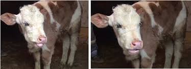 KURŞUN ZEHİRLENMESİ (PLUMBİSM)