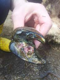 PİYETEN HASTALIĞI (KOYUN – KEÇİLERDE AYAK ÇÜRÜĞÜ)