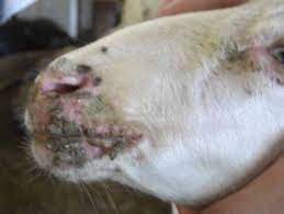 EKTİMA (Epitheliotrop)