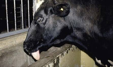 LİSTERİOZİS (LİSTERİOSİS)