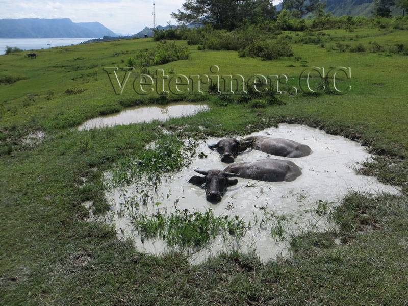 MANDALARIN BİYOLOJİK ÖZELLİKLERİ