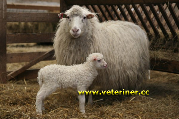 MOORSCHNUCKE KOYUN IRKI