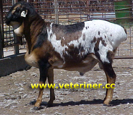 PERSİAN KOYUN IRKI