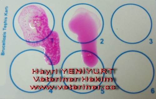 BRUCELLOZİS (BRUSELLA – MALTA HUMMASI)