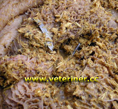 RPT (RETİCULO PERİTONİTİS TRAUMATİCA)