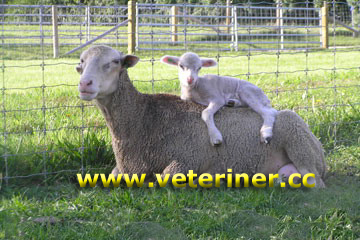 SANTA CRUZ KOYUN IRKI