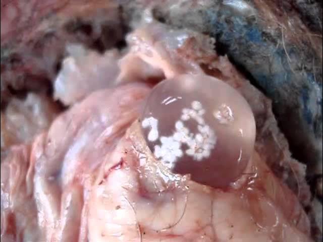 COENURUS CEREBRALİS (DELİBAŞ HASTALIĞI)