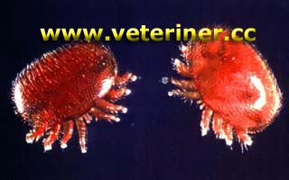 VARROA JACOBSONİ