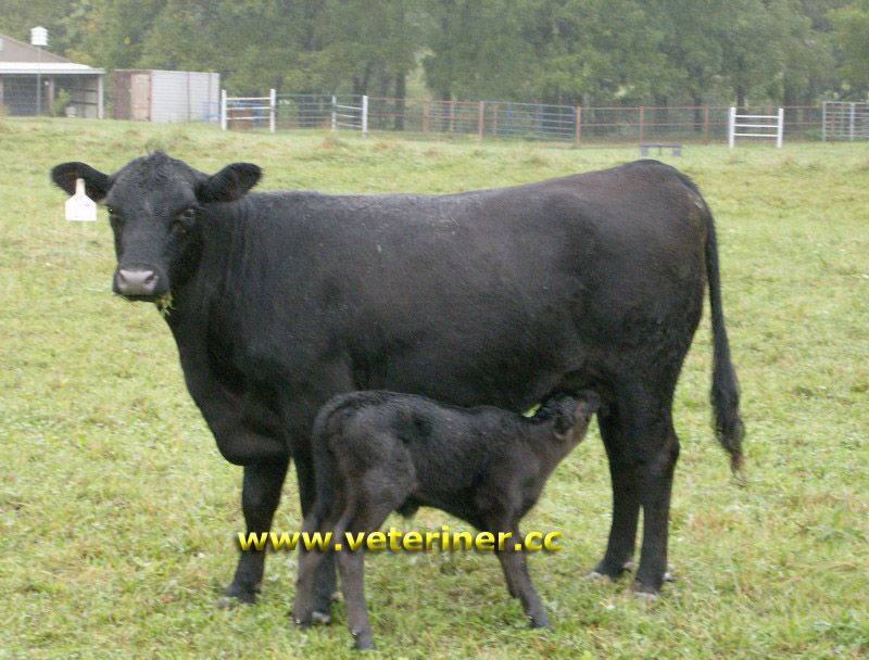 WAGYU SIĞIR IRKI