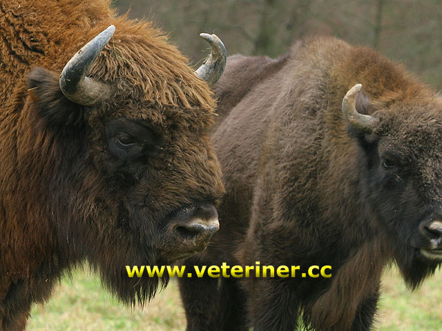 WISENT SIĞIR IRKI (AVRUPA BİZONU)