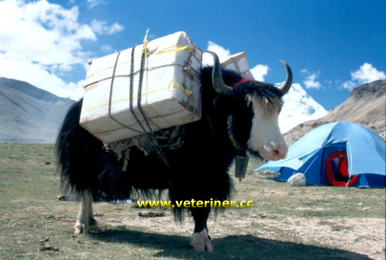 YAK (TİBET ÖKÜZÜ) SIĞIR IRKI
